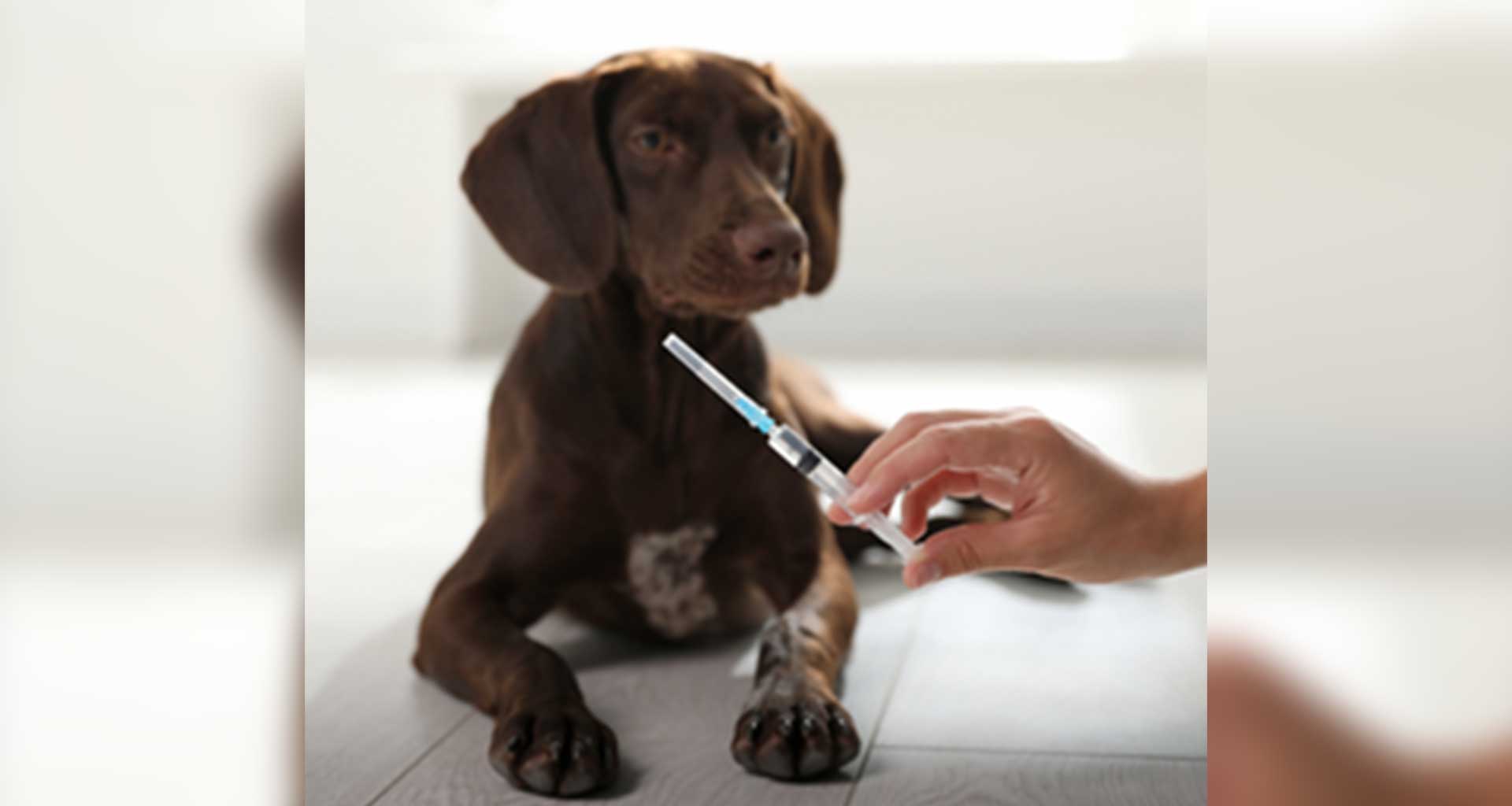 Nurse Vaccine Consults